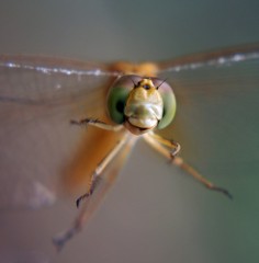 ドラゴンフライ