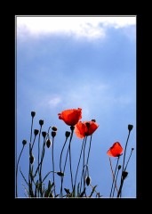 春は花盛り＾＾