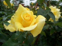 黄バラ