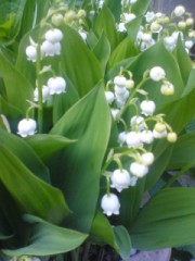 東京のすずらん