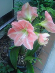 アマリリス＾＾