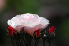 薔薇＾＾はやっぱり綺麗ですね