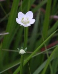 野草花