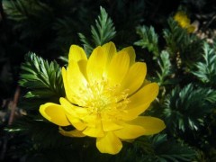 なんだっけ＾＾