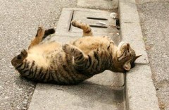 ねころんでます＾＾