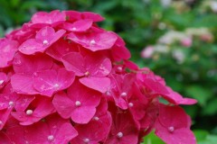 紫陽花の季節が・・