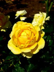 黄バラ