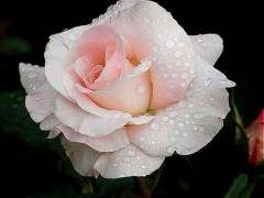 薔薇＾＾はやっぱり綺麗ですね