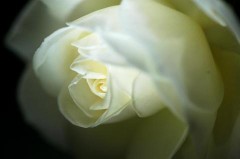 薔薇＾＾はやっぱり綺麗ですね！！