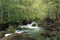 奥入瀬渓流散策！！