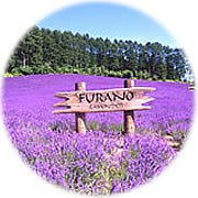 富良野ラベンダー街道を行く！！