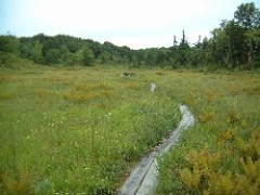 ミズバショウの宝庫・駒止湿原！！