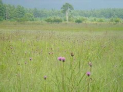 奥日光・戦場ヶ原を歩く！！