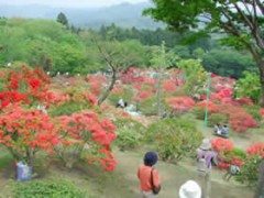 笠間つつじ公園に遊ぶ！！