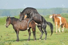 馬の種付けシーンにびっくり!!