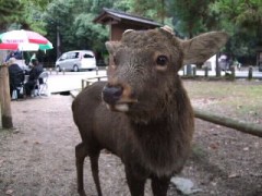 鹿と戯れてきたよ(*´∀｀)