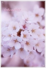 早く咲かないかなぁ