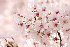 早く咲かないかな