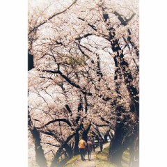 桜の撮影と選挙