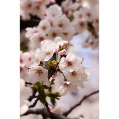 【お題日記】春の行楽といえば？