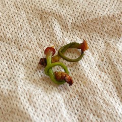 キスが上手い？