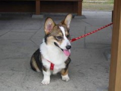 コメント戴いた方々へ。