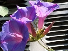 6/1のあさがお　続き