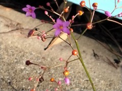 ピンボケだけど