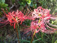 好きな花が　咲いていた。