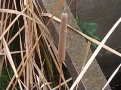 久しぶりに見た　ガマの穂