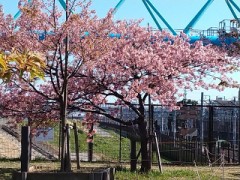 綺麗に咲いてた