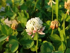 １７時からの散歩