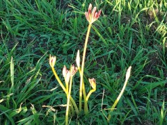 河川敷にて　秋が