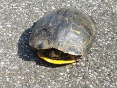 歩道で　カメが甲羅干ししてた