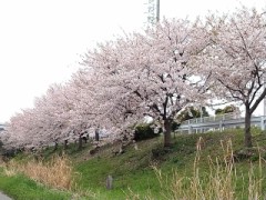 カメがいた道で　桜を