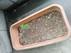 昨年の9月に採ってきた　クルミが芽を出した。のに　気が付いた。