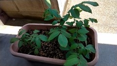 その後の　くるみ