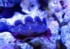 【お題日記】好きな魚介類、ベスト3