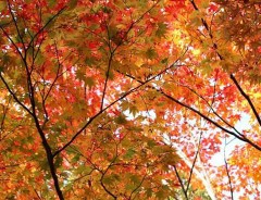 お久しぶりです