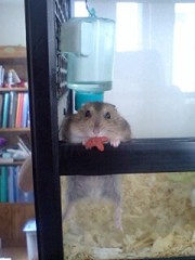 ハムスター
