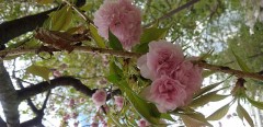 葉桜のあとに…(ゝω・)
