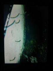 ハッピータイム