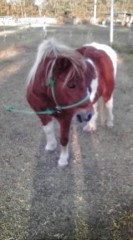 馬に癒されました