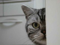 【お題日記】相手の携帯、見たい？