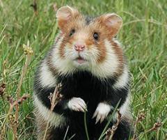 井の中の蛙は幸せでした