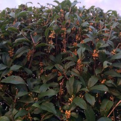 おはようございます