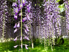 【お題日記】写真を撮る時、snow使ってる？