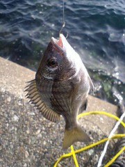 やっぱしリベンジか～（｀Д´)