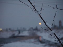 やっとで冬らしくなってきました