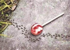 蟻だって命が惜しい、ギャハハ